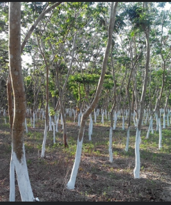 Kinh nghiệm trồng cây sưa