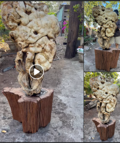 Gỗ bằng lăng là gỗ gì? Có mấy loại?