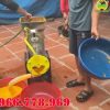 Cập Nhật Giá Bán Máy Xay Vắt Tinh Bột Nghệ,Sắn Dây Liên Hoàn Mới Nhất