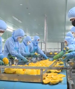 Công nghệ chiên chân không nâng cao giá trị nông sản Đắk Lắk