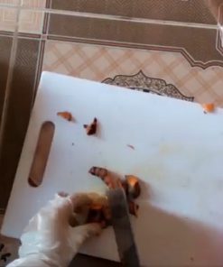 Máy nghiền nghệ tươi chuyên dụng trong sản xuất tinh bột nghệ - chi tiết máy 3