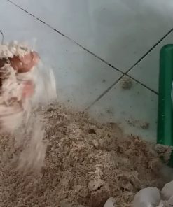 Thử nghiệm thực tế máy ép nước cốt dừa - chi tiết máy 3