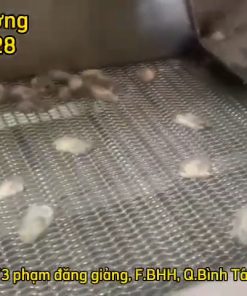 Máy rửa ruột hàu băng tải công nghiệp -Máy rửa rau củ quả công nghiệp có sục khí