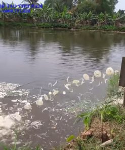 Máy Thái Chuối Cả Cây, Máy Băm Cỏ Và Nguyên Lý Hoạt Động - chi tiết máy 2