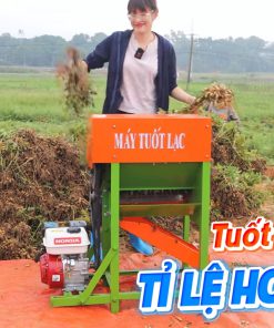 Máy tuốt lạc đầu nổ 6,5HP tách hạt lạc khỏi thân cây dùng tại ruộng