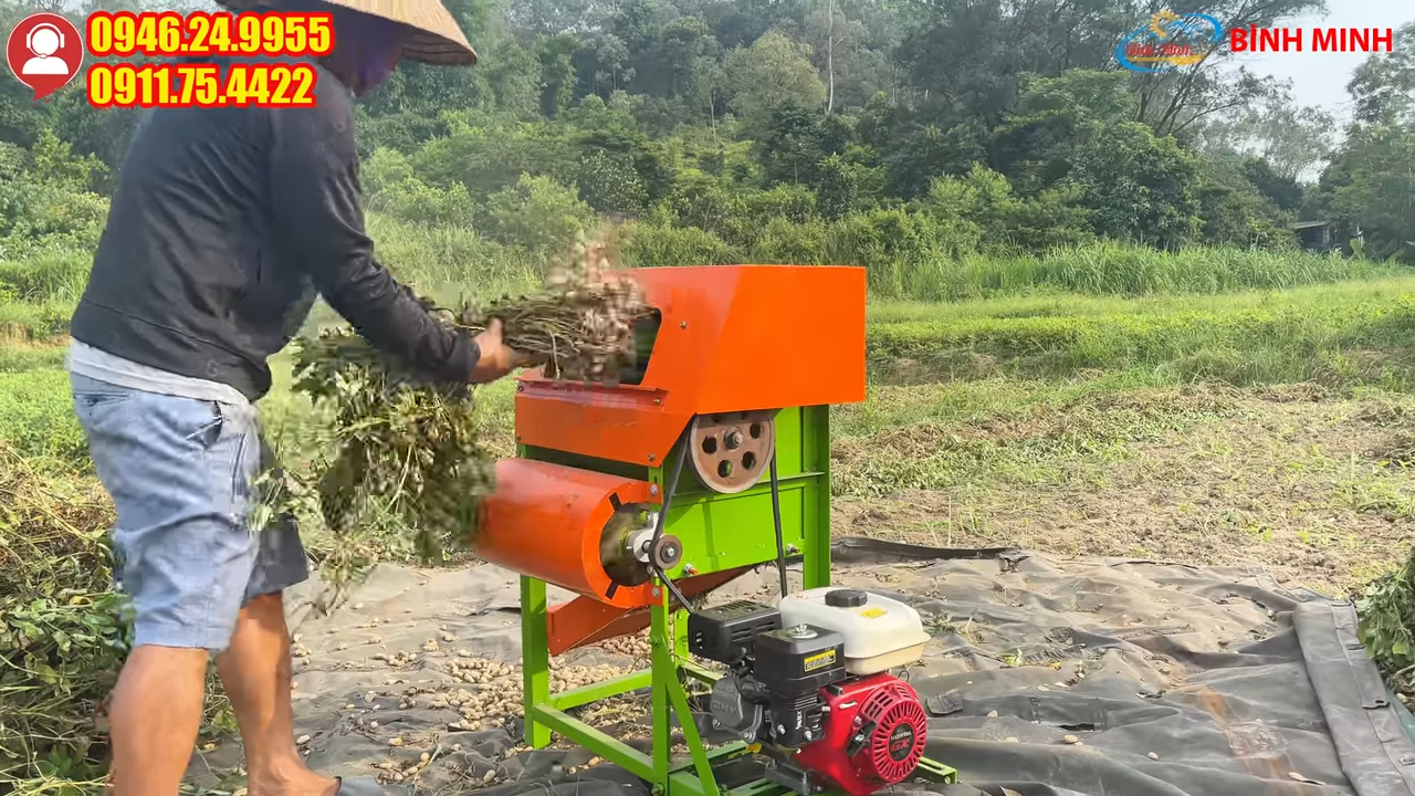Máy tuốt lạc đầu nổ 6,5HP tách hạt lạc khỏi thân cây dùng tại ruộng
