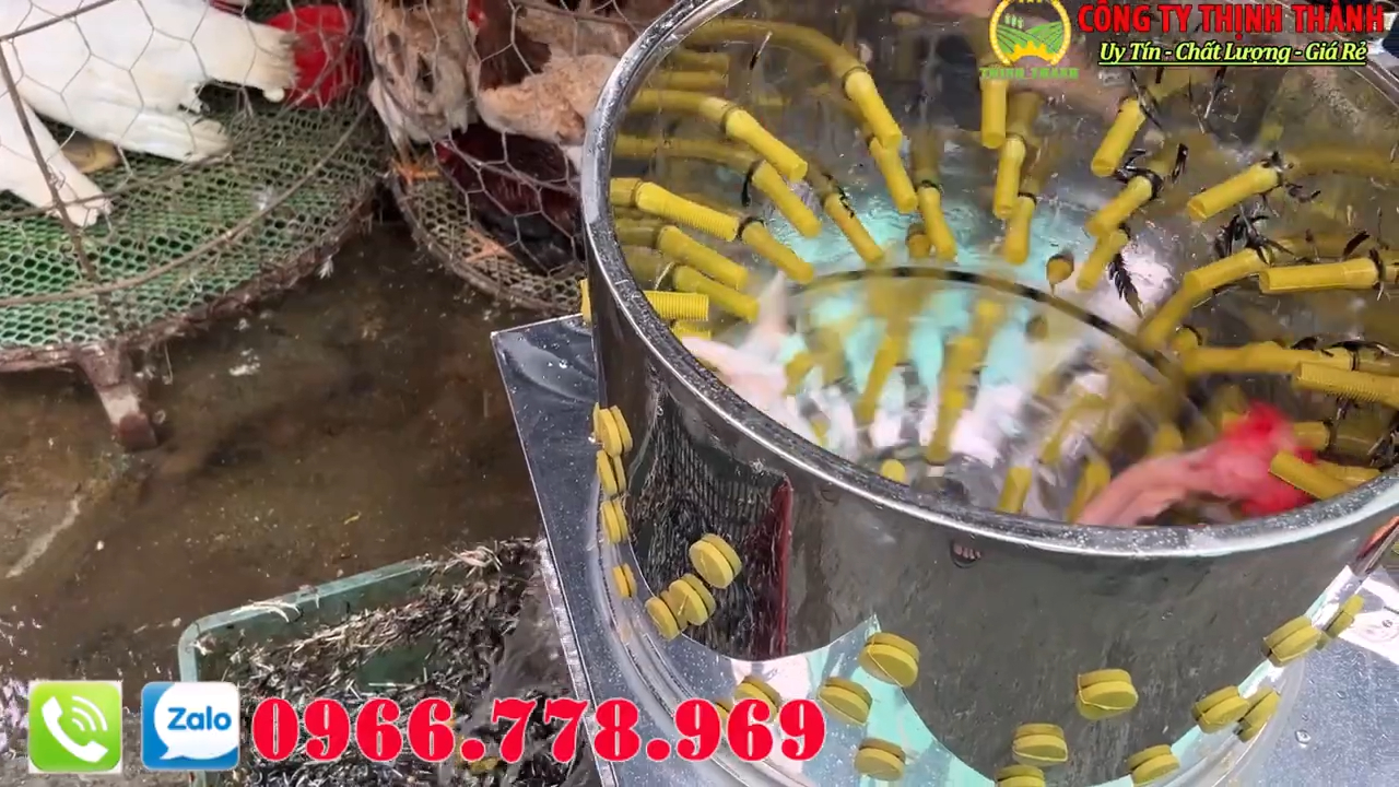 Máy vặt lông gà lông vịt đường kính 55 và 60 chuyên xử lý gia cầm siêu sạch