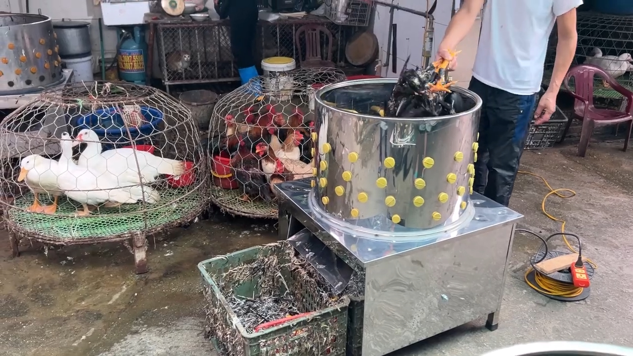 Máy vặt lông gà lông vịt đường kính 55 và 60 chuyên xử lý gia cầm siêu sạch
