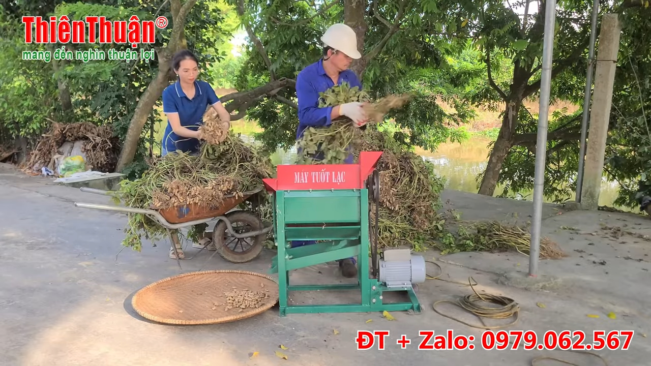 Máy tuốt lạc - Máy tuốt đậu phộng - 0979062567 (1)