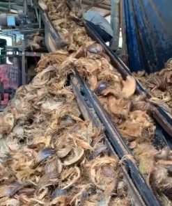 Quy Trình Xử Lý Nguyên Liệu Sơ Dừa Tại Cơ Sở Sản Xuất Bến Tre - chi tiết máy 3