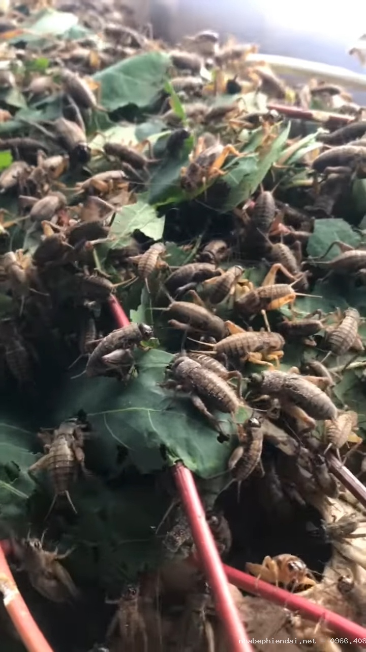 Quy trình làm dế sấy cay giòn Hoa Mặt Trời Farm chuẩn giòn, đậm vị