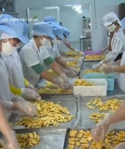 Lãi tiền triệu nhờ mô hình làm trái cây sấy dẻo
