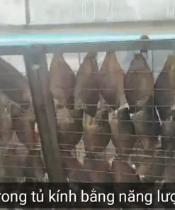 Quy trình sấy khô cá sặc lạt - chi tiết máy 2