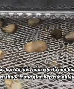 Cách làm nấm rơm sấy khô đạt chuẩn chất lượng và bảo quản lâu dài