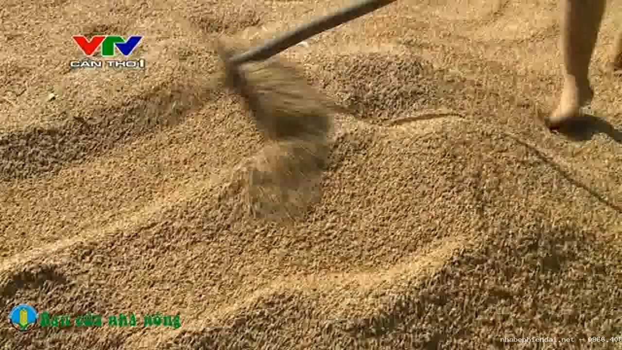 Kỹ Thuật và Kinh Nghiệm Sấy Lúa Tiết Kiệm, Đơn Giản Cho Bà Con