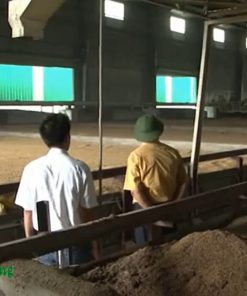 Kỹ Thuật và Kinh Nghiệm Sấy Lúa Tiết Kiệm, Đơn Giản Cho Bà Con