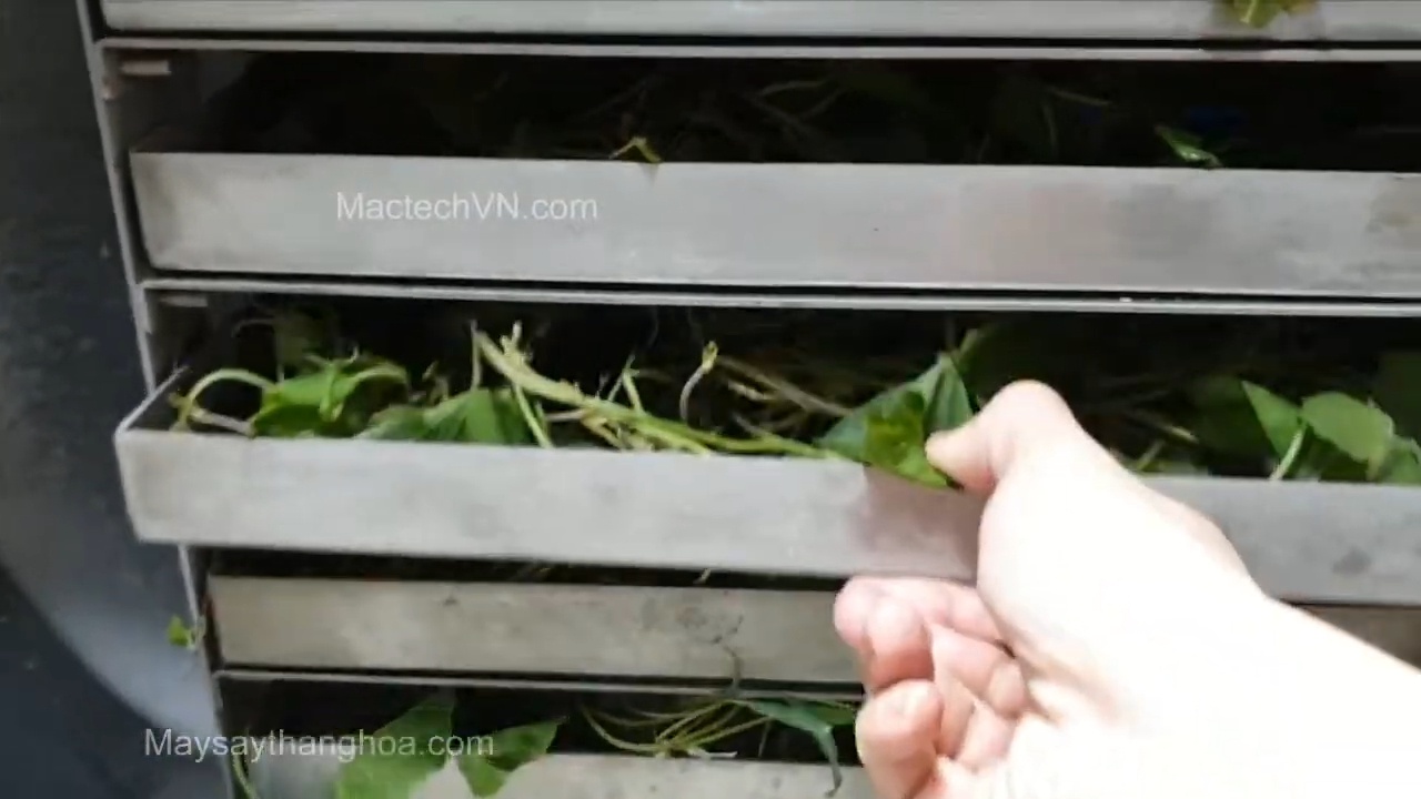 Sấy khô rau má bằng máy sấy thăng hoa khô giòn màu xanh đẹp tự nhiên