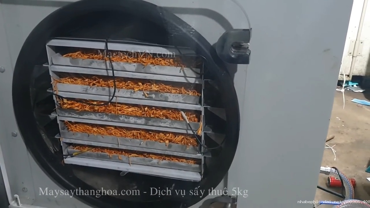 Dịch vụ sấy thuê 5kg, sấy nấm đông trùng, sấy hoa quả giòn