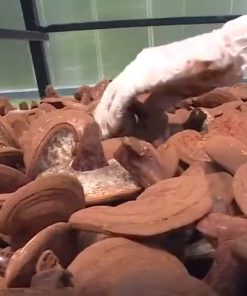 Máy Sấy Nông Sản Bằng Năng Lượng Mặt Trời