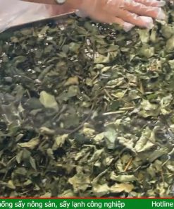 Máy sấy lạnh sấy lá sâm ngọc linh