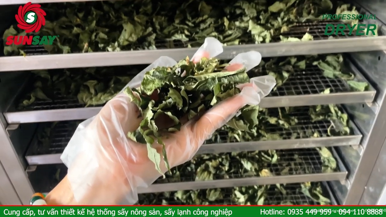 Máy sấy lạnh sấy lá sâm ngọc linh