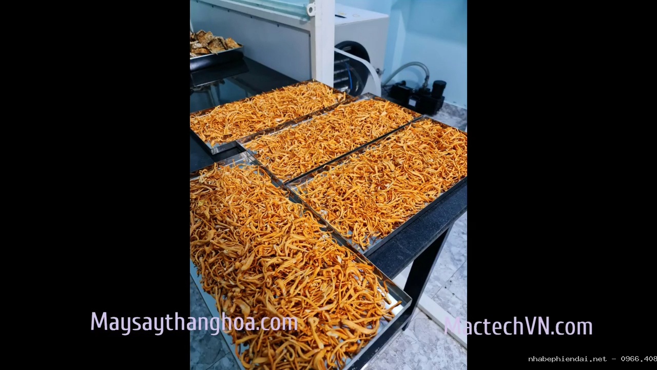 Hướng Dẫn Sấy Nấm Đông Trùng Hạ Thảo Bằng Máy Sấy Thăng Hoa 5kg