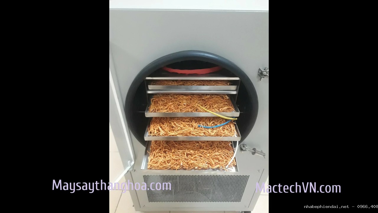 Hướng Dẫn Sấy Nấm Đông Trùng Hạ Thảo Bằng Máy Sấy Thăng Hoa 5kg