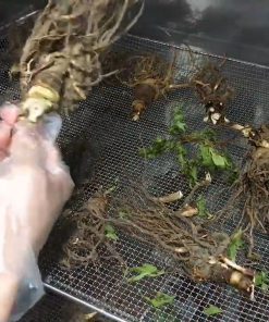 Sấy đương quy giữ nguyên dược tính, kéo dài thời gian bảo quản - chi tiết máy 3