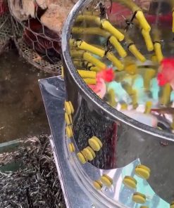 Máy vặt lông gà lông vịt đường kính 55 và 60 chuyên xử lý gia cầm siêu sạch