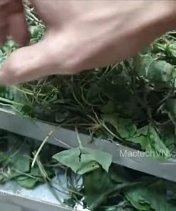 Sấy khô rau má bằng máy sấy thăng hoa khô giòn màu xanh đẹp tự nhiên
