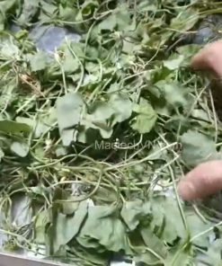 Sấy khô rau má bằng máy sấy thăng hoa khô giòn màu xanh đẹp tự nhiên - chi tiết máy 2