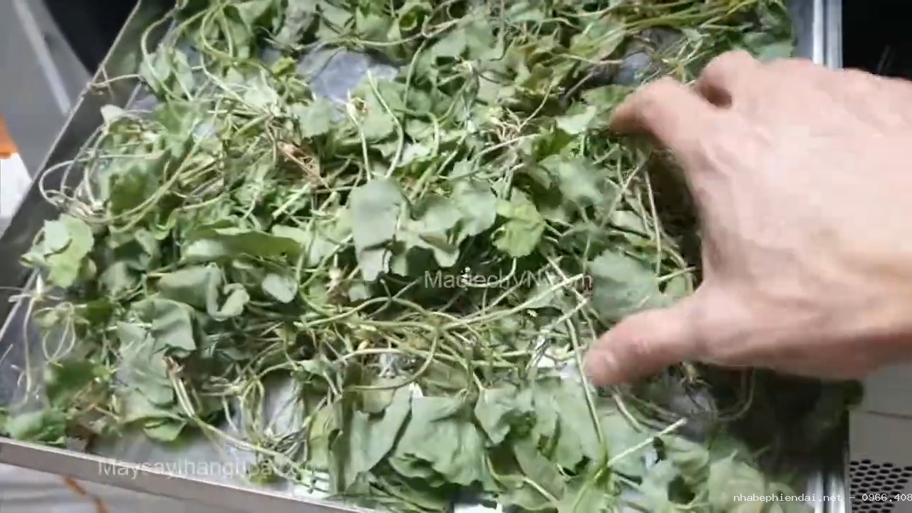 Sấy khô rau má bằng máy sấy thăng hoa khô giòn màu xanh đẹp tự nhiên