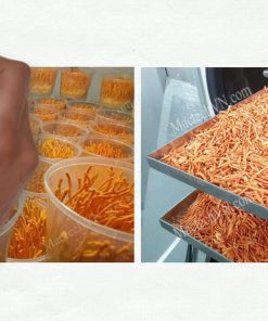 Sấy Thử Nấm Bằng Máy Sấy Thăng Hoa Trước Khi Đầu Tư