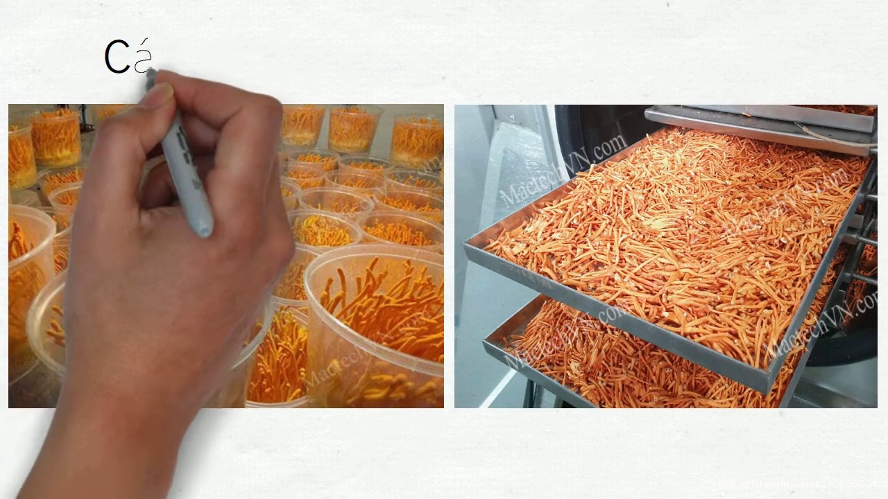 Sấy Thử Nấm Bằng Máy Sấy Thăng Hoa Trước Khi Đầu Tư