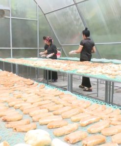 Nhà Sấy Chuối Bằng Năng Lượng Mặt Trời Cho Sấy Chuối Và Trái Cây
