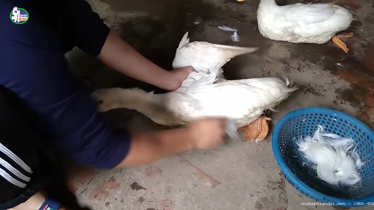 Cách Hãm Và Đánh Tiết Canh Vịt Rất Hiệu Quả